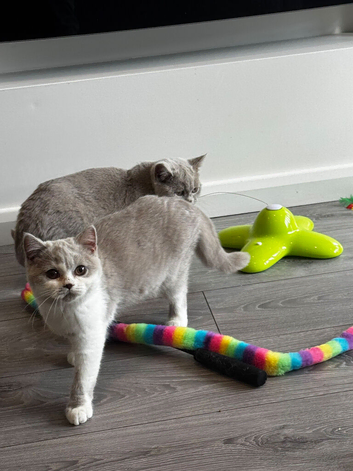 Ready Now - Tica registered British Shorthair Kittens