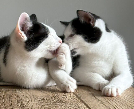 Pair of Kittens