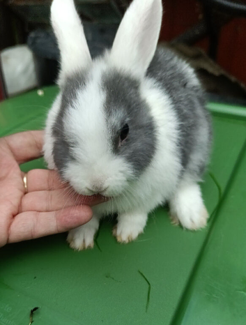 1 very nice rabbit