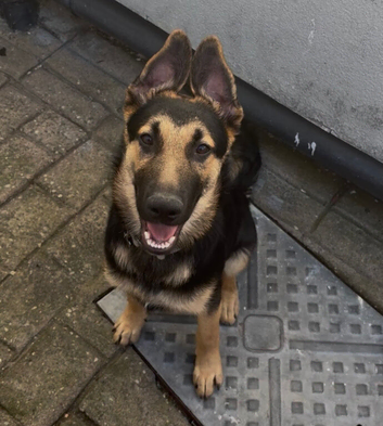6 months old German Shepard