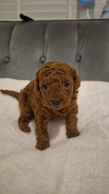 Stunning deep red Cavapoo baby boy