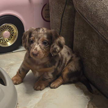 Gorgouse miniture dachshunds