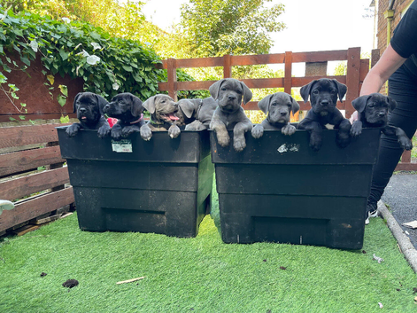 Outstanding ICCF Cane Corso Puppies &ndash; Health Tested & Home Raised
