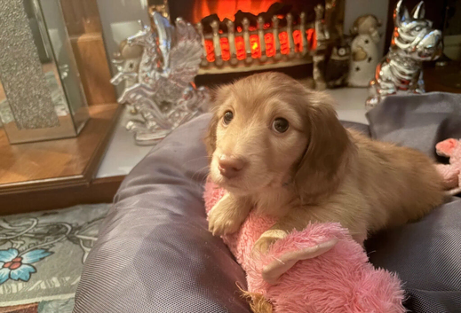Beautiful Miniature Longhaired Dachshund puppies