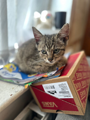 Tabby Kitten