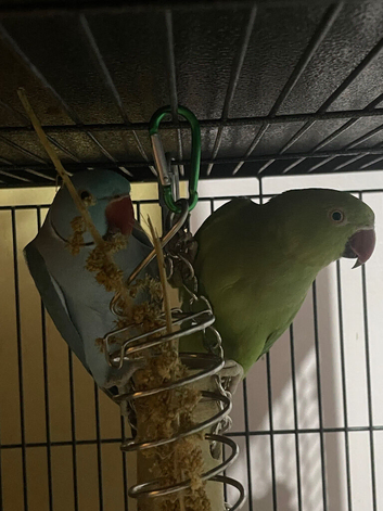 Two untamed ringnecks for sale looking for a new home
