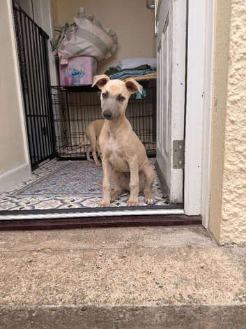 Whippet puppy&rsquo;s