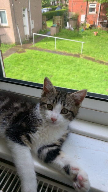 Kitten needs a new home