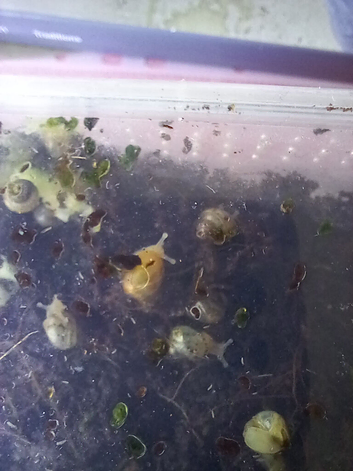 Baby Giant African Snails
