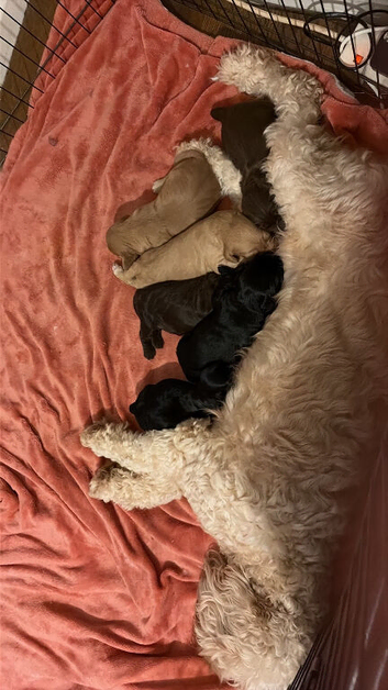 cockapoo puppy 9 weeks old ready to go
