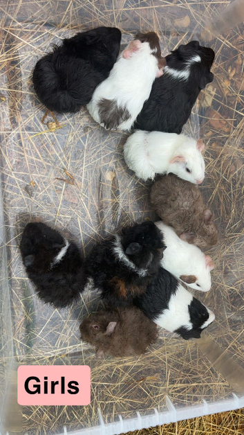 Baby guinea pigs boys and girls available