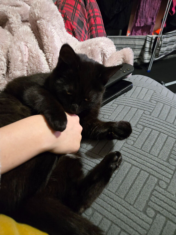 2 Cats