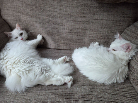 Two females need rehoming asap