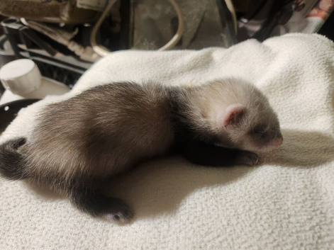 Ferret