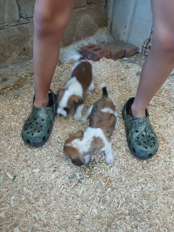 Jack Russell