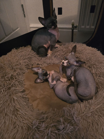 Ready Sphynx Kittens Looking for Their Forever