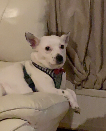9 year female chihuahua staffy mix breed