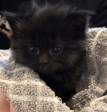 4 kittens available boys & girls