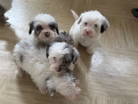 Yorkiepoos for sale
