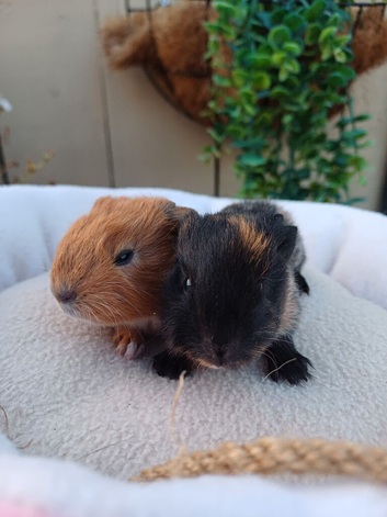 Lovely guinea pigs and skinny pigs