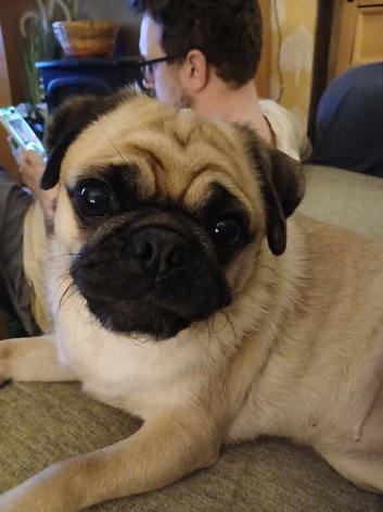 Female pug