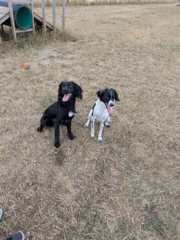 2 x 2 year old Cocker Spaniel (mixed breed) need a loving home