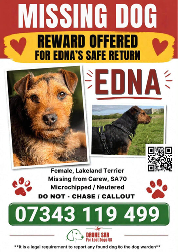 MISSING SMALL TERRIER - WALES