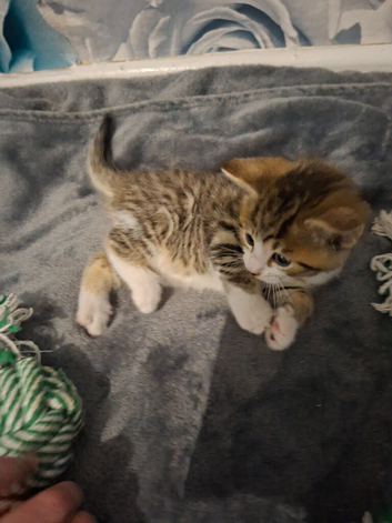 5 beautiful kittens