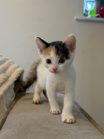 Loving kittens