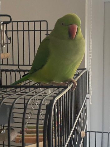 Indian ring neck with large cage