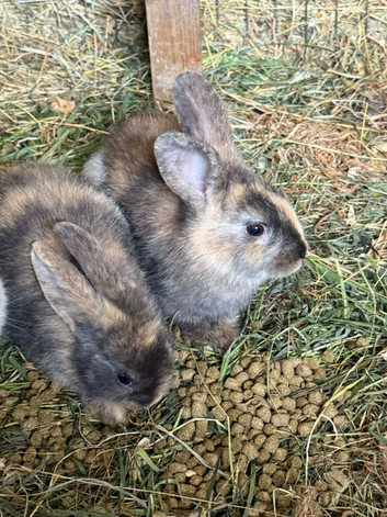 Stunning boys