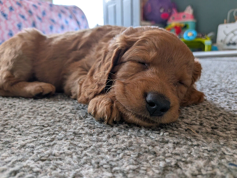 Stunning F2 labradoodle puppies