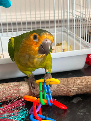 St Thomas conure (brown throated)