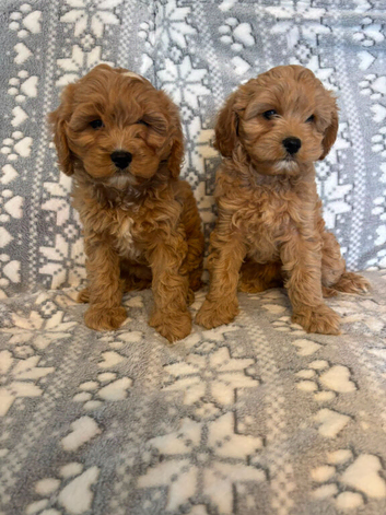 Cavapoo puppy's