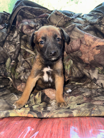 Belgian Milanos pups