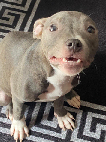 7 month old female blue staffy