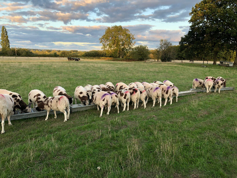 Jacob ewe/ weather lambs