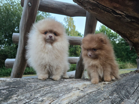 Merle & solid lilac beaver puppies