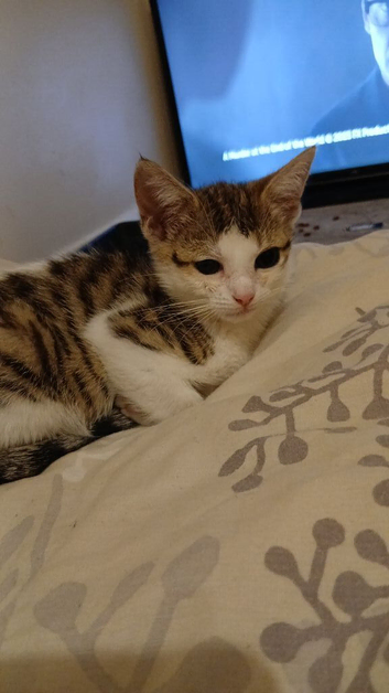 Kitten 2