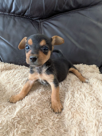 Beautiful Pure Bred Jack Russell Puppy