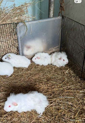 Baby Guinea pigs