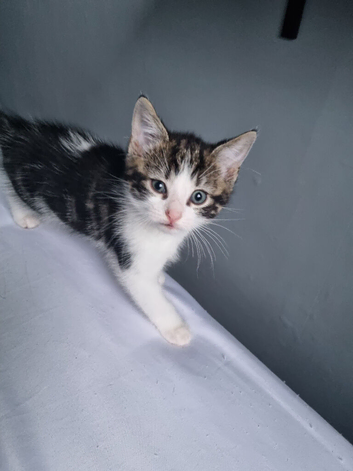 Beautiful male kitten 10 weeks old