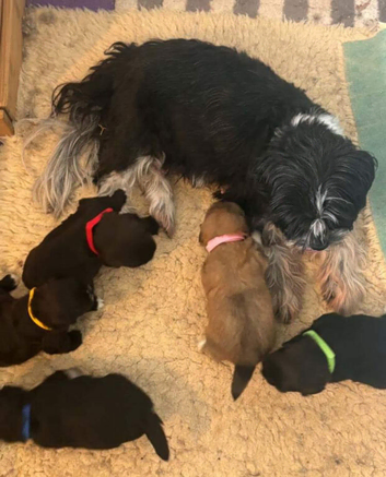 Gorgeous Shih Tzu Puppies Looking for Loving Homes