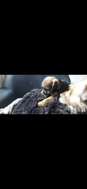 Border Terrier Pups