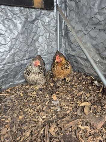 2 pekin bantam hens