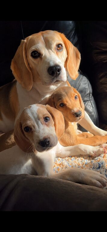 2 Beautiful little beagle boys left