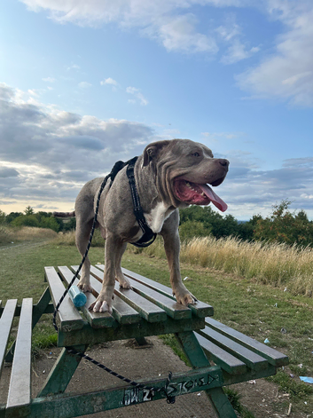 Cane corso x mastiff