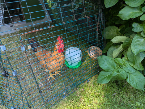 Friendly cockeral for sale , surplus to requirements.