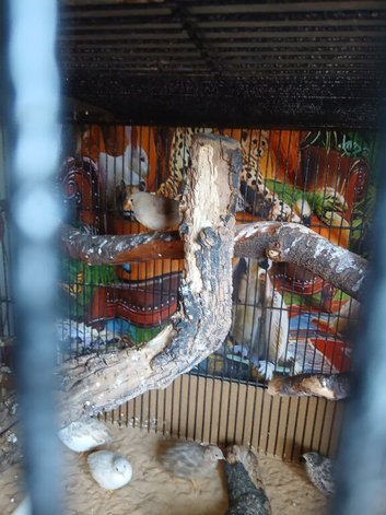 Baby zebra finches