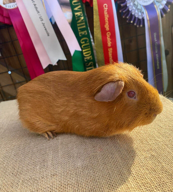 **RESERVED** PEG Boar (Pink Eyed Golden)